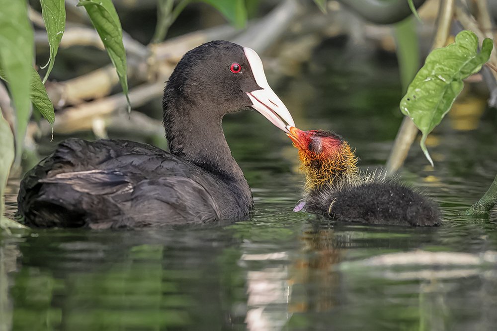 A child gives birth to a mother