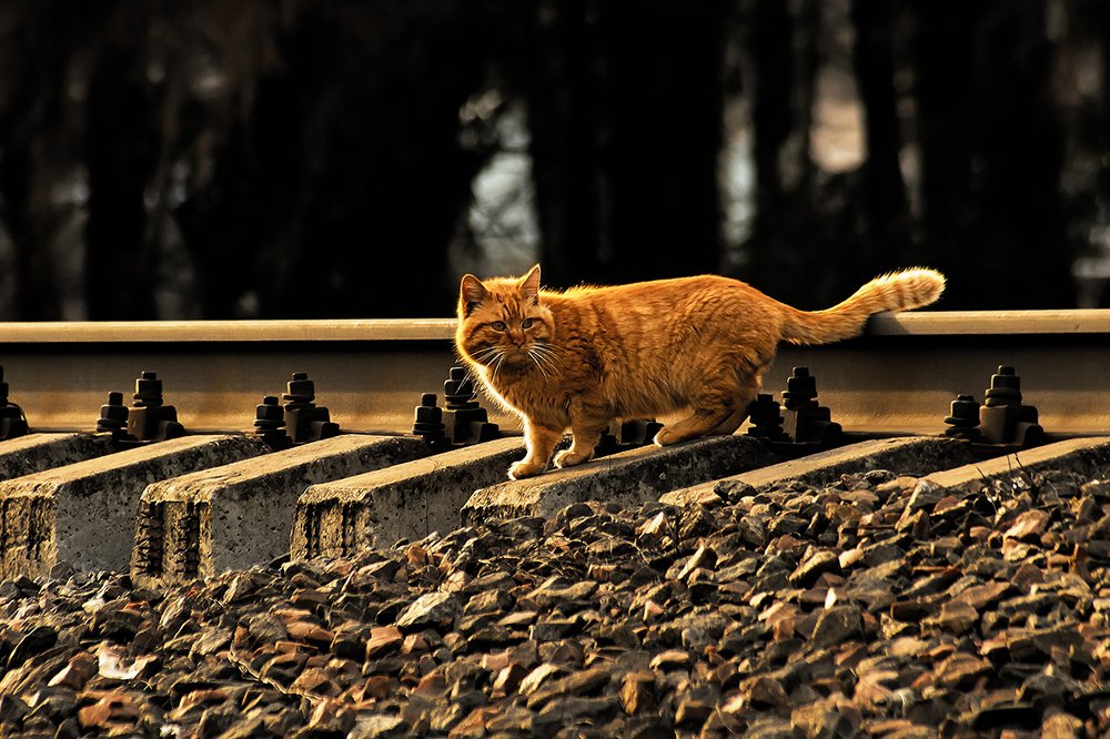 Фотография автора Игорь Иванов