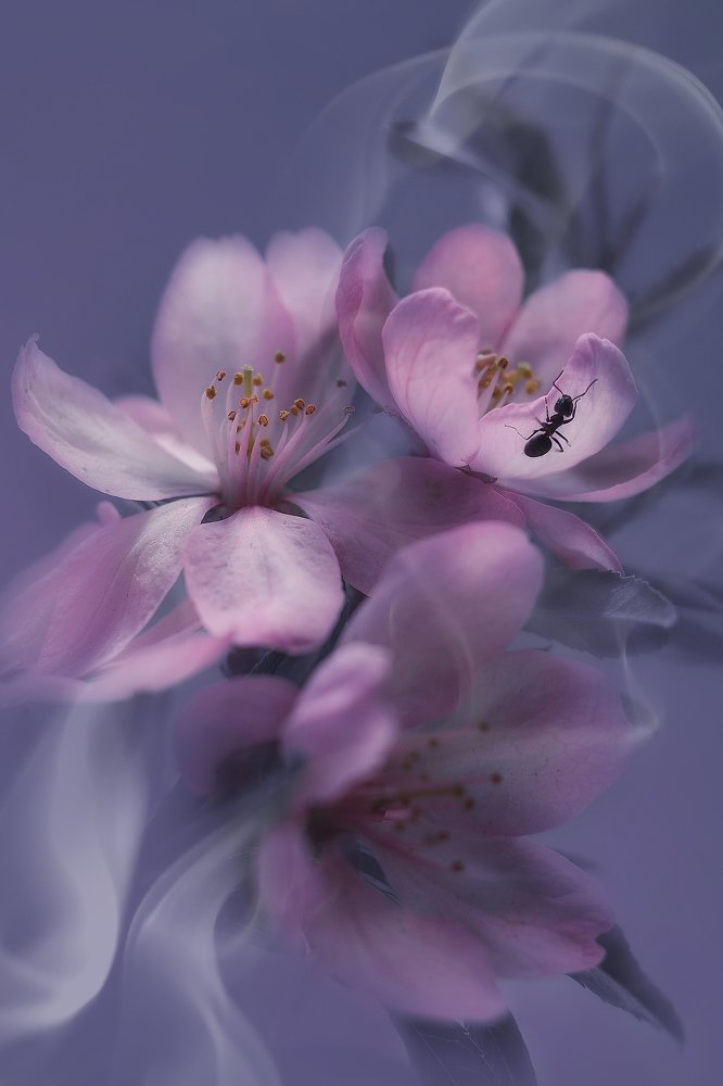 Муравей и миндаль.