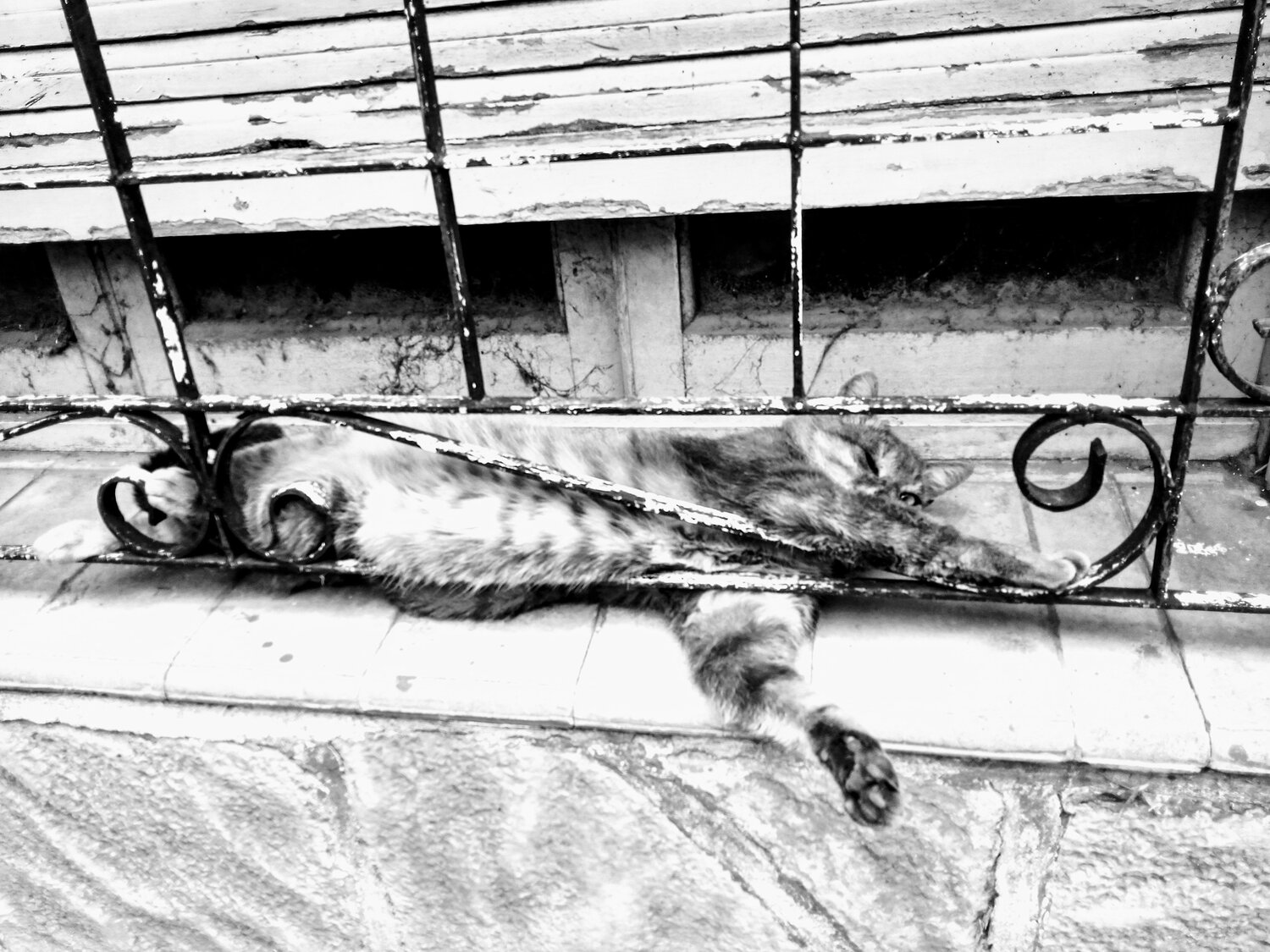 Photo #4576363