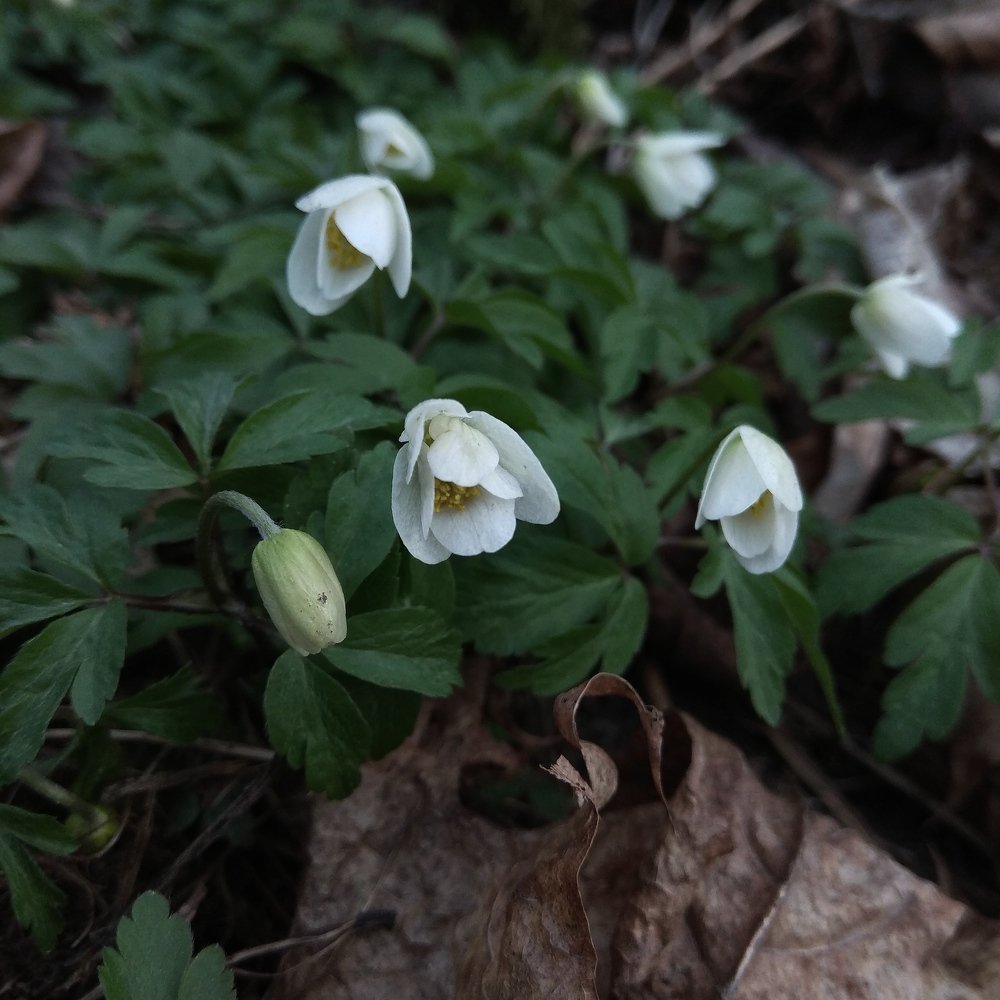 Photograph by Людмила Бурьян