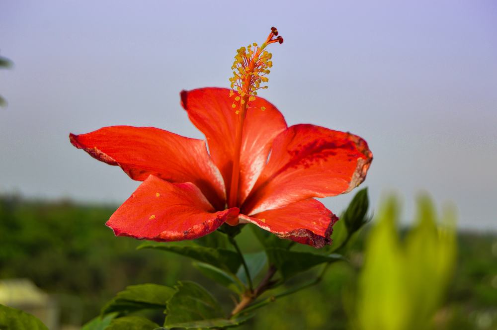 Photograph by Rocky Mojumder