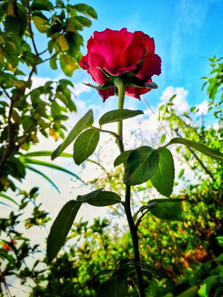 Photograph by Rocky Mojumder