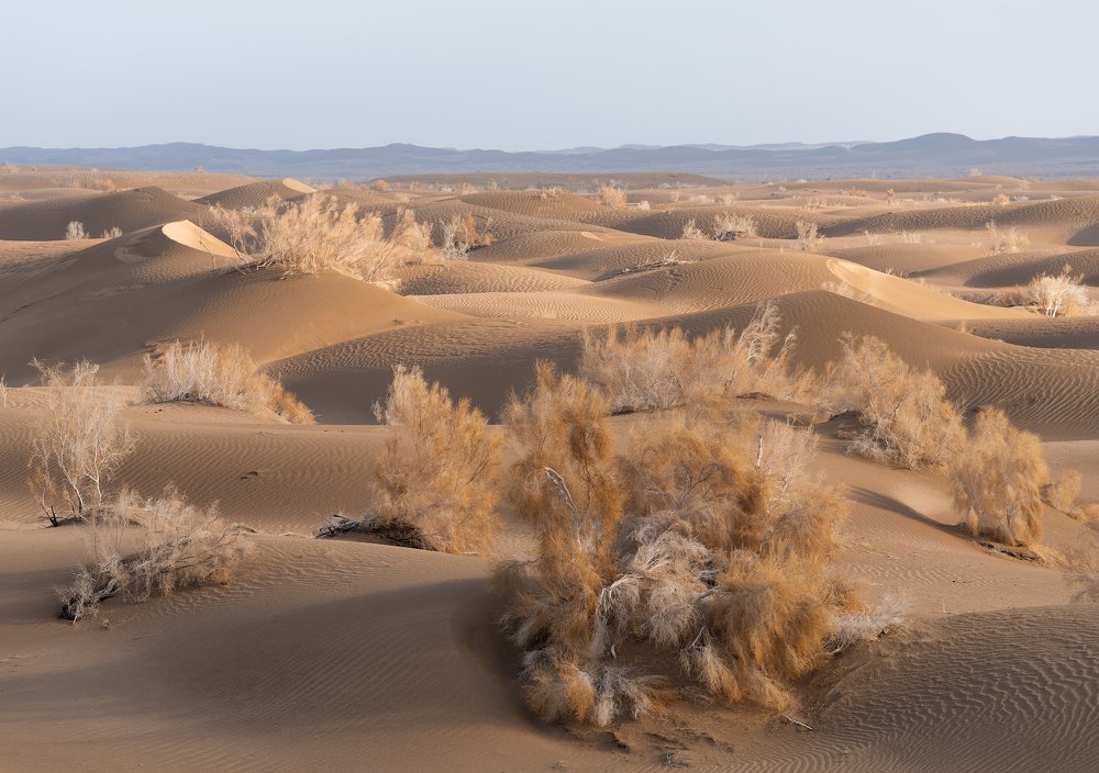 Бесконечная пустыня