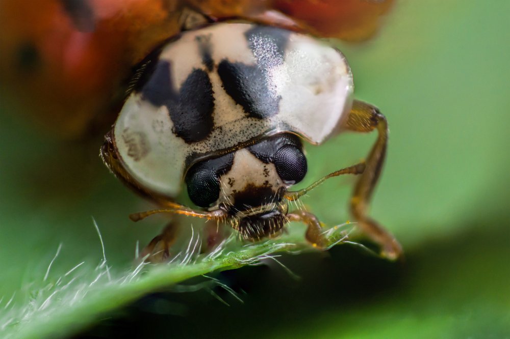 Face of ladybug with black eyes in macro