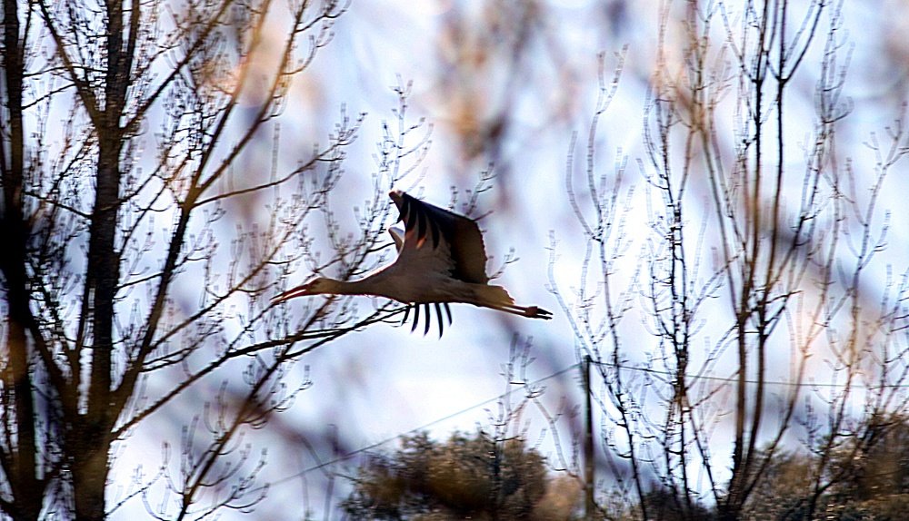 Stork
