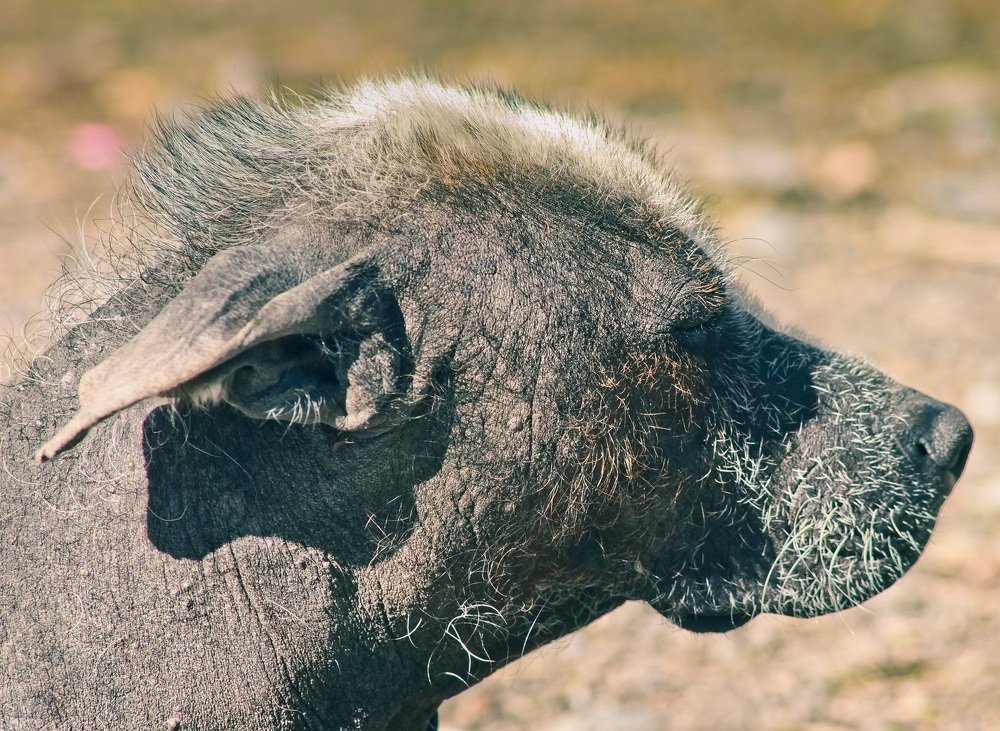 Xoloitzcuintle