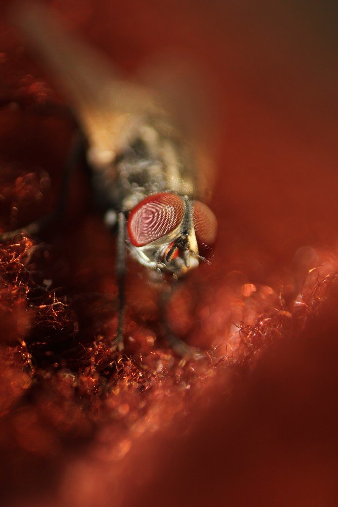 Photograph by Amit Singh