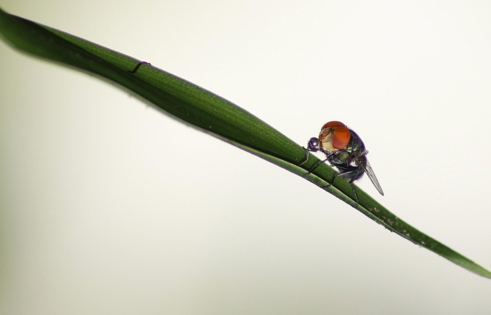 fly in the edge with water
