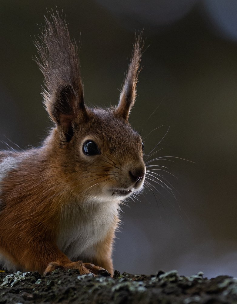 Утренняя белкина фотосессия