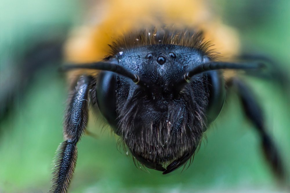 Super macro face of earth bee