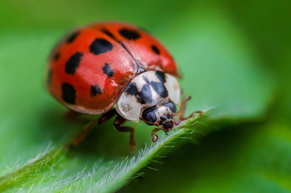 Ladybug with black eyes in macro