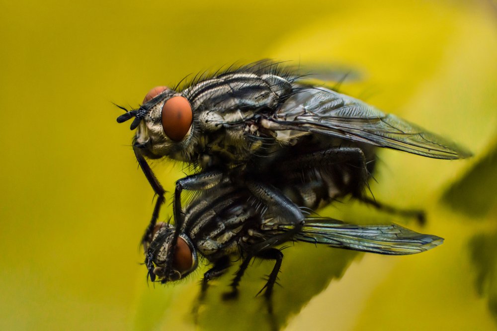 Two flies on  yellow background