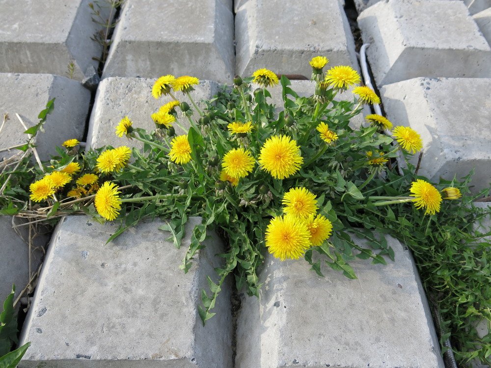 Photograph by ЭЛЬМИРА  ИСМАИЛОВА