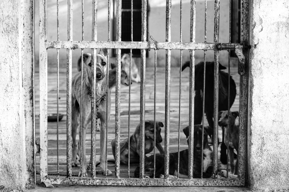 Photograph by Hiral sarthak chandarana