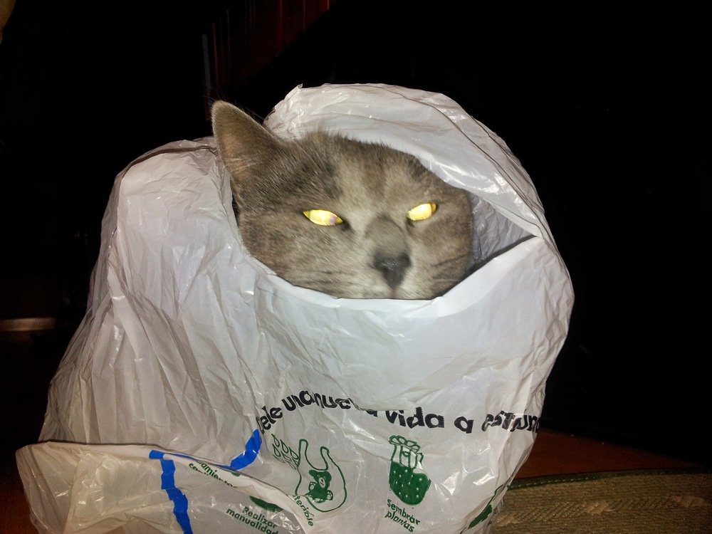Photo #4577804