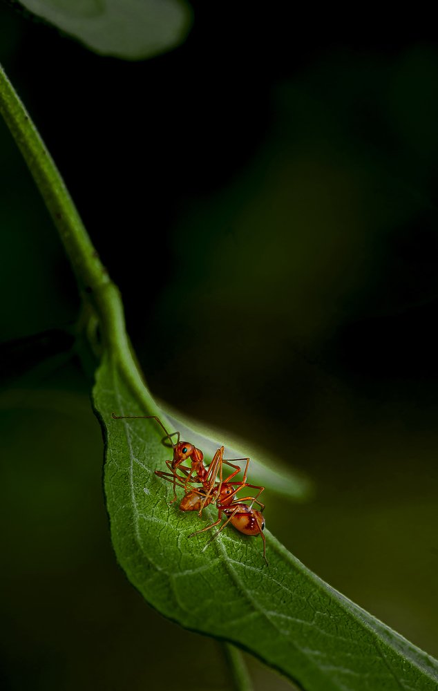 Photograph by S GURURAJ