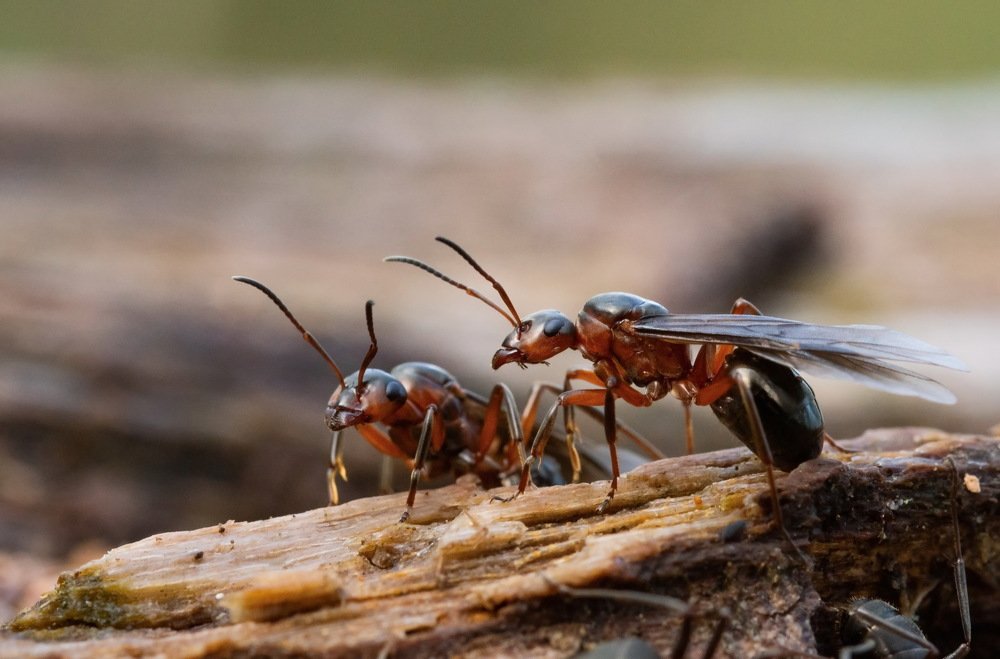 Photograph by Пётр Калачев