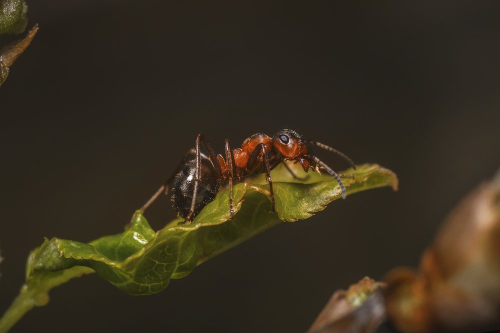 Photograph by Максим Вышарь