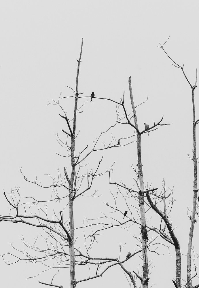 Tree with birds without leaves