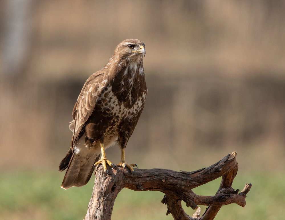 Photograph by Владимир Пакалевич