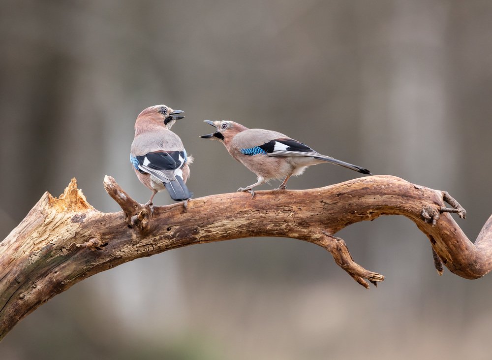 Photograph by Владимир Пакалевич