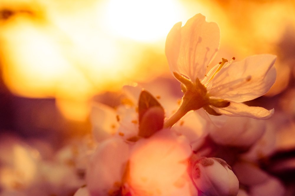 Весенний закат