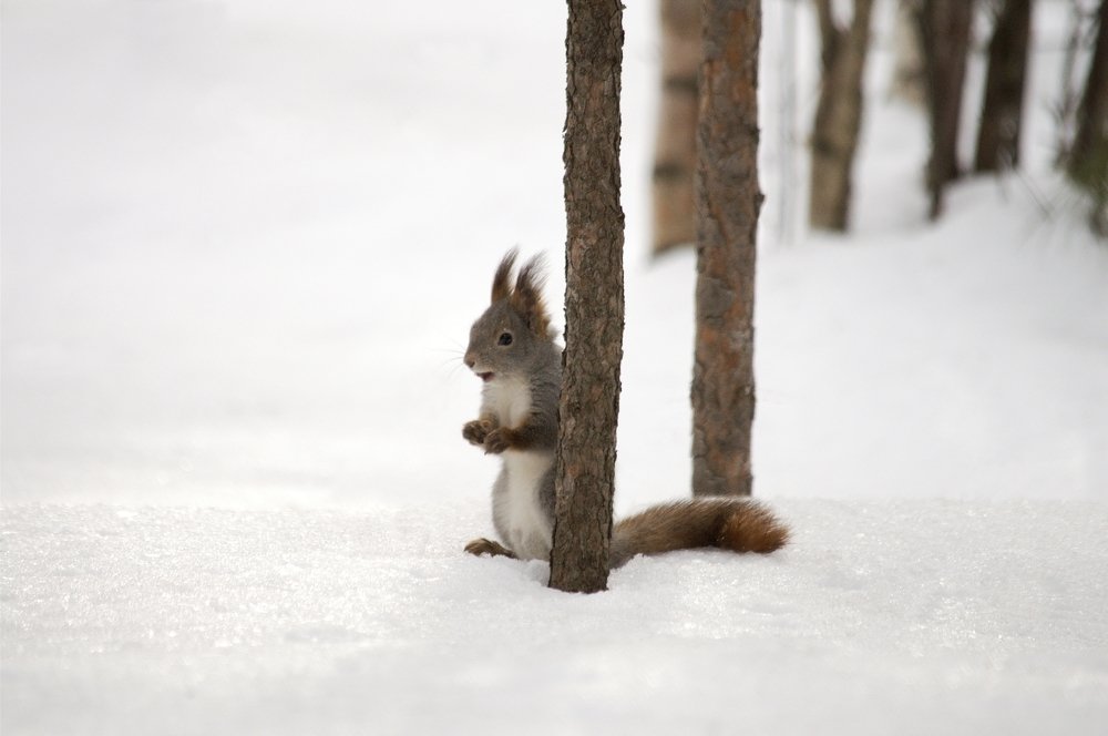 А у Вас орехи есть?