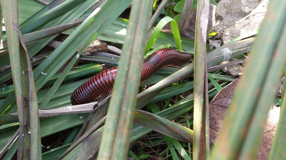 Mille-pattes
