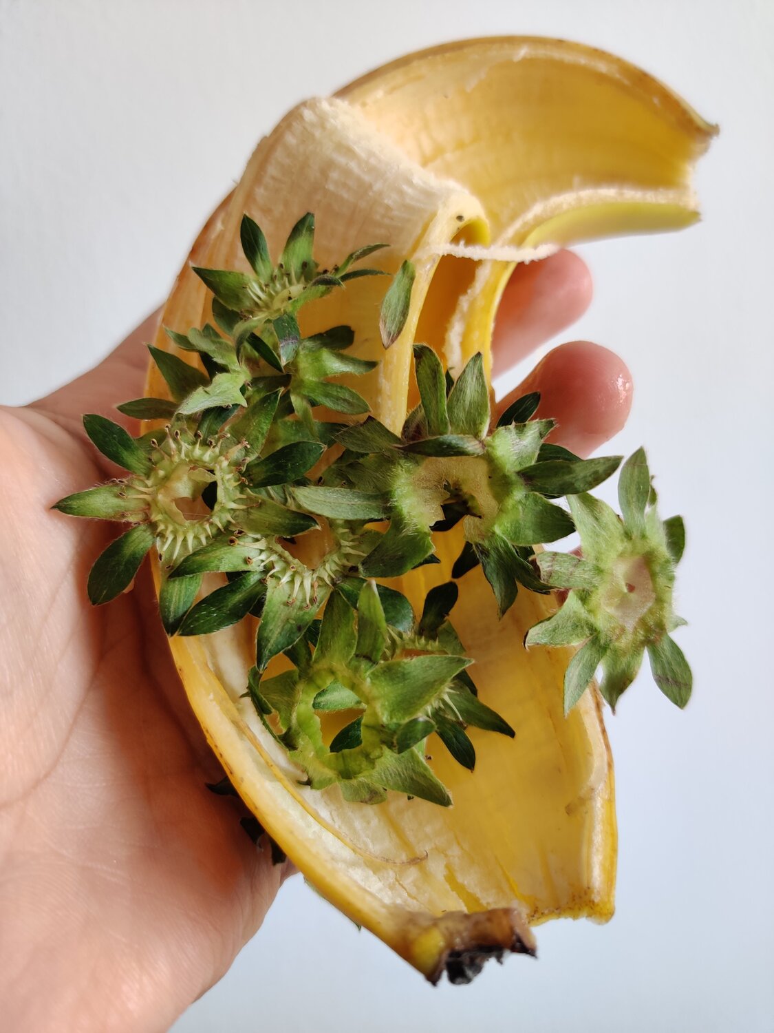 Organic