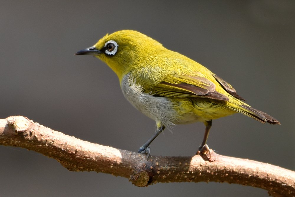 Photograph by Susanta Kumar Das