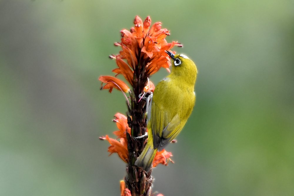 Photograph by Susanta Kumar Das