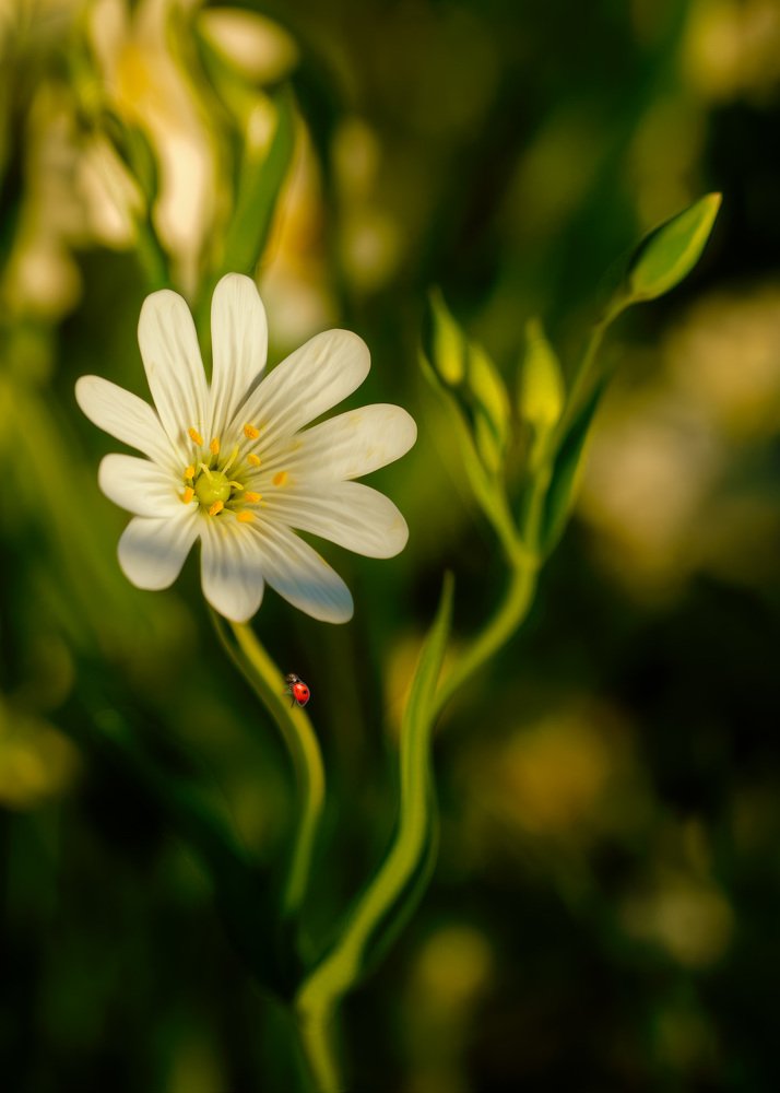 Фотография автора Ross McGree