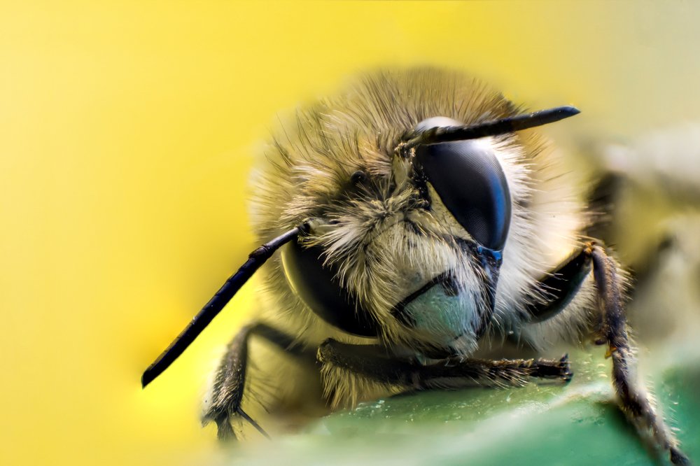 Head and face of bee in macro