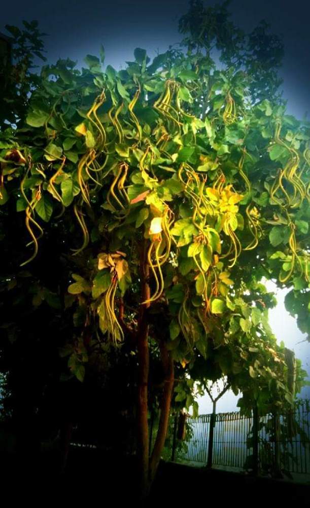 Photograph by Asha Seth Kakker