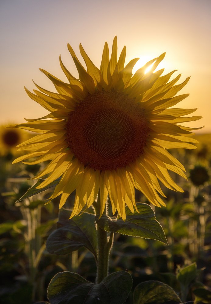 Photograph by Мария Гура