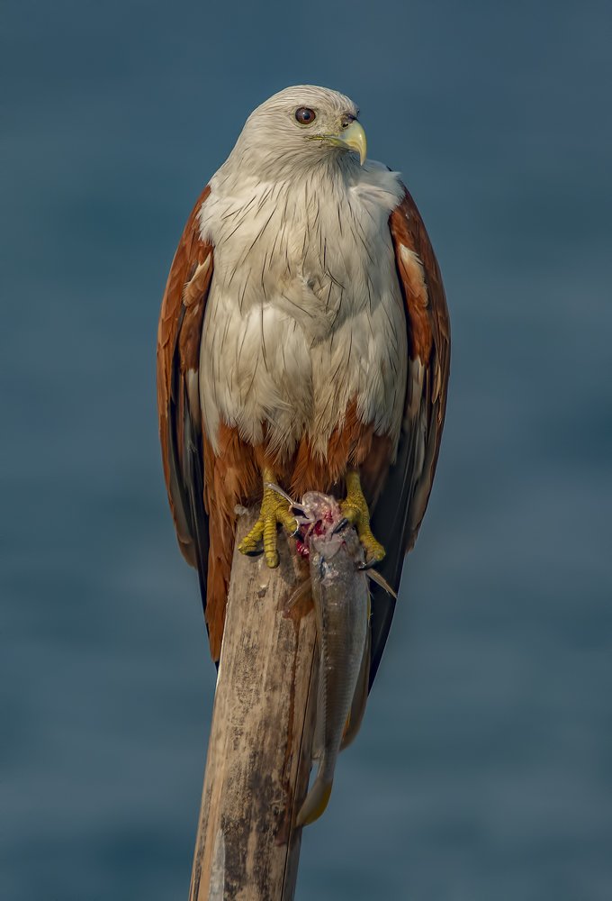 Фотография автора Arijit Mondal