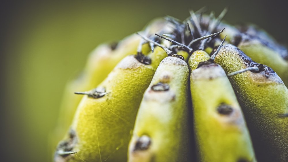 Photograph by Bijaya Lamichhane Jaisi