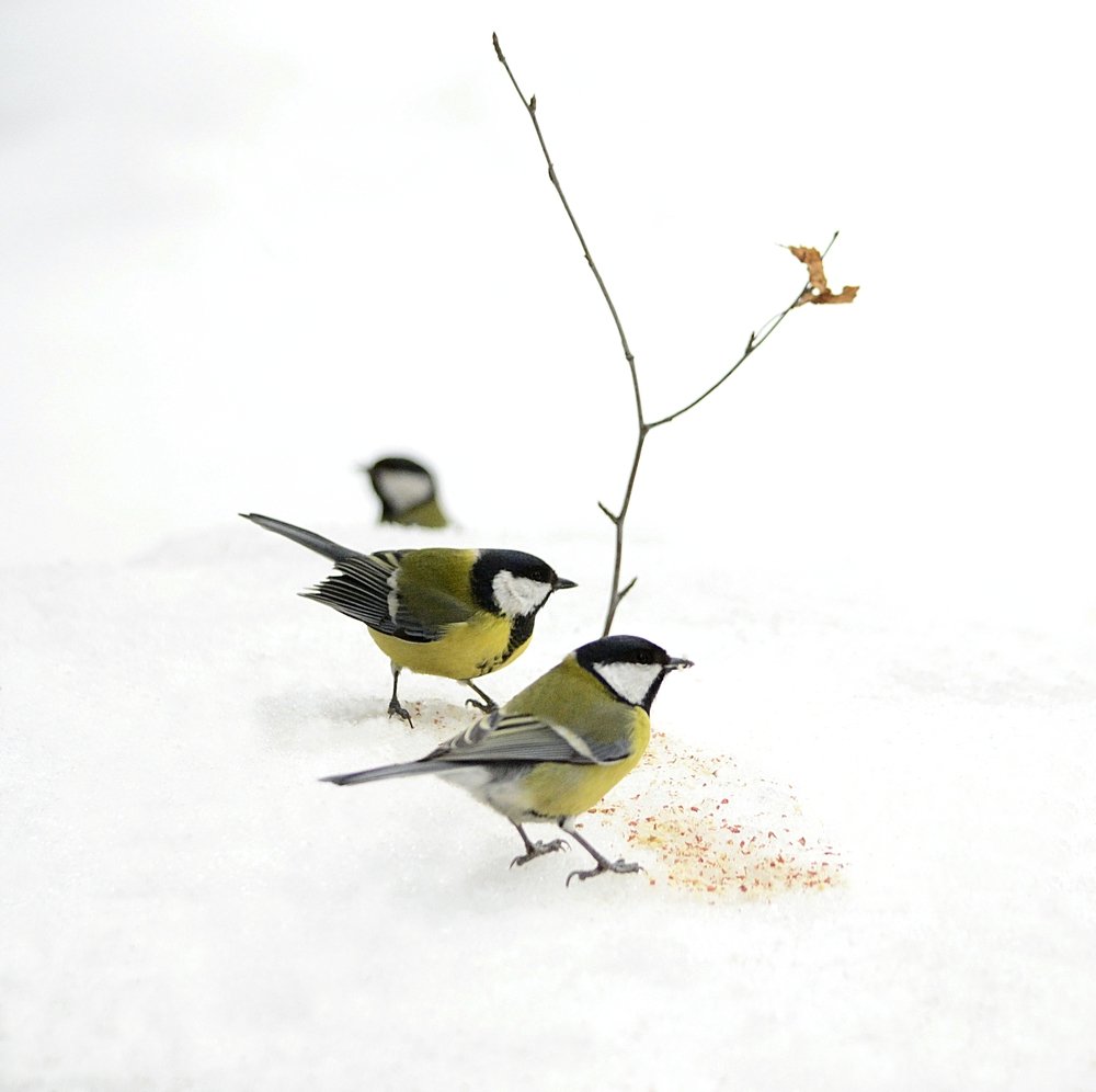 Большие синицы