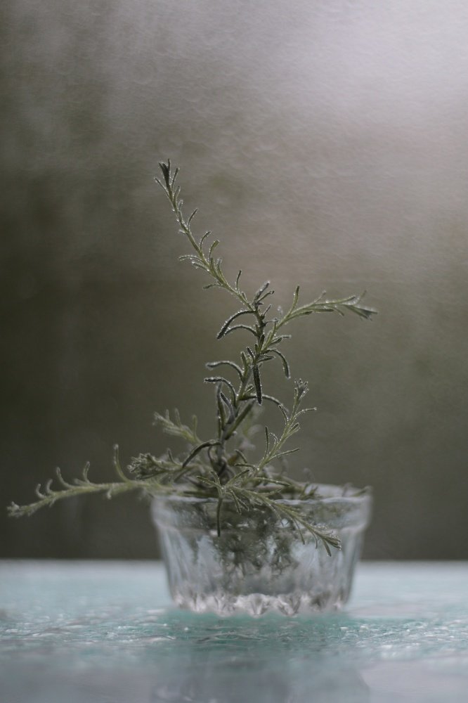 Веточка кари