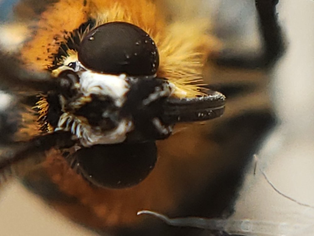 Cabeça de borboleta