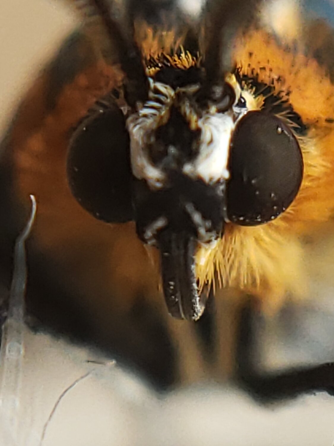 Cabeça de borboleta