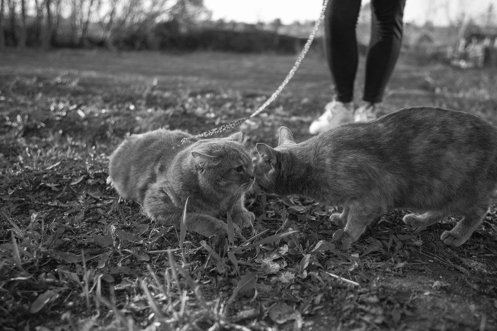 Photograph by Елена Прохорова