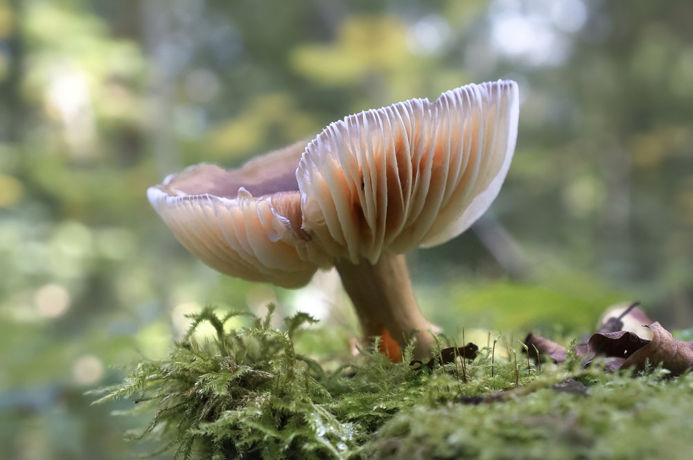 Фотография автора Tatiana Kadotschnikow