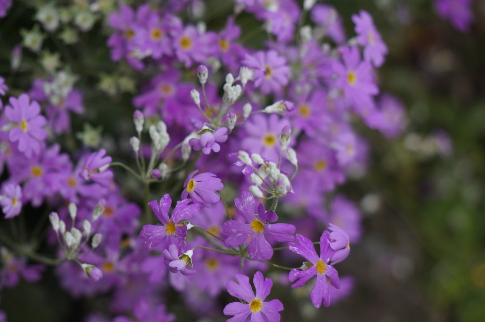Flower in mountains