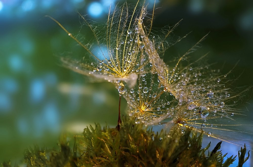 Чемпионат по поднятию капель.