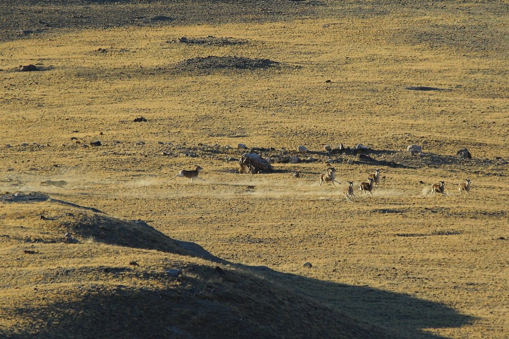 Охота волка на барана Марко Поло