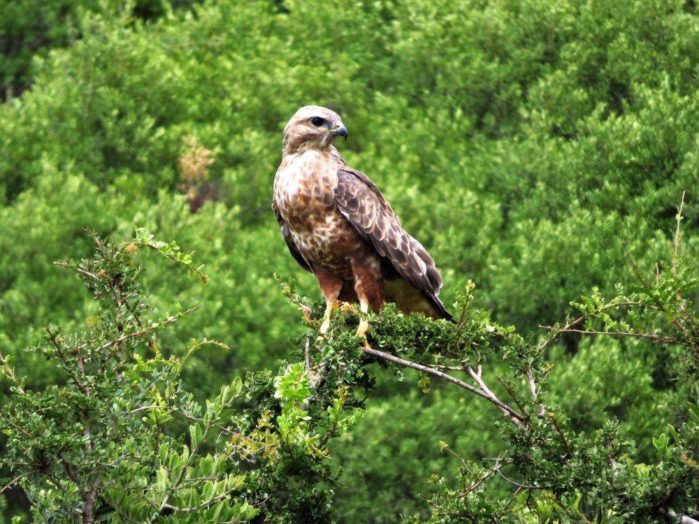 Steppe buzzard