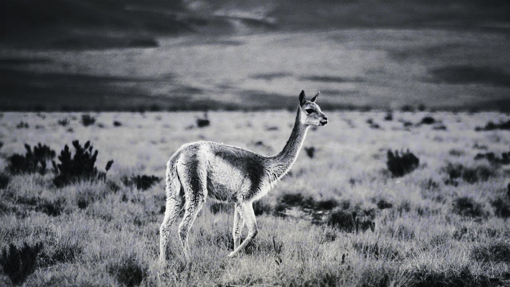 VICUÑA