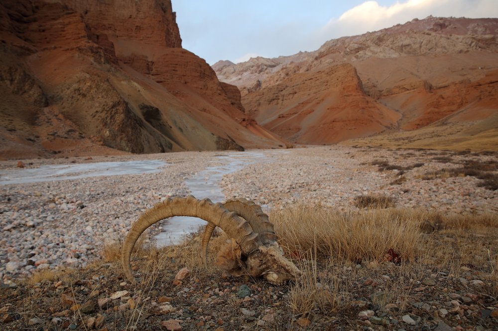 Смерть старого козерога